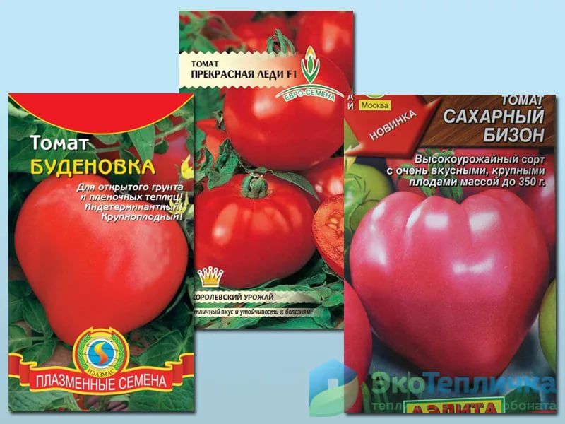 Лучшие сорта низкорослых помидоров для теплиц. низкорослые томаты для теплицы