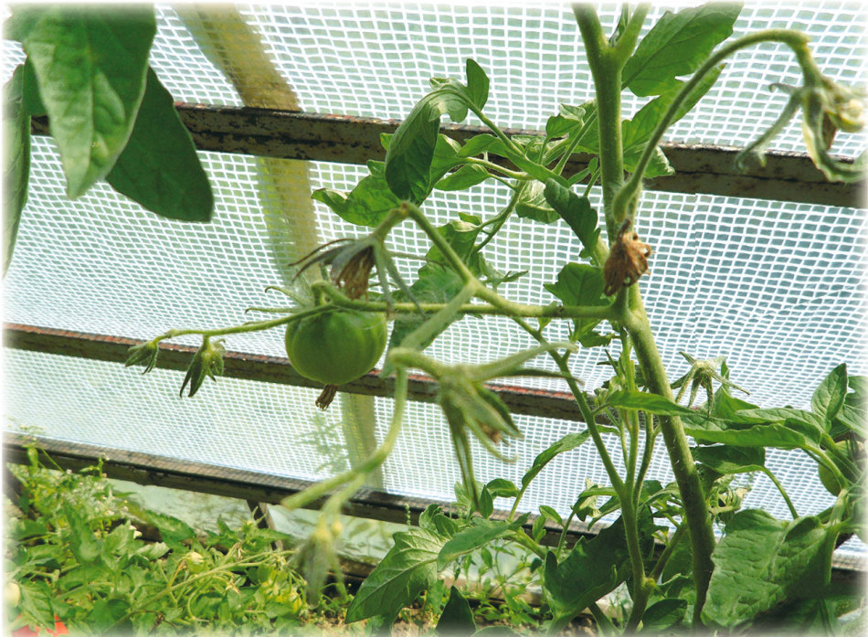 Опрыскивание помидоров для хорошей завязи: народные средства и стимуляторы для обильного урожая