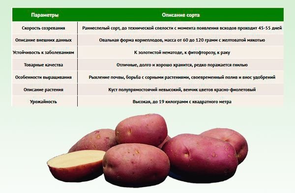 Картофель скарлет: описание сорта, фото, отзывы, особенности посадки и уход :: syl.ru