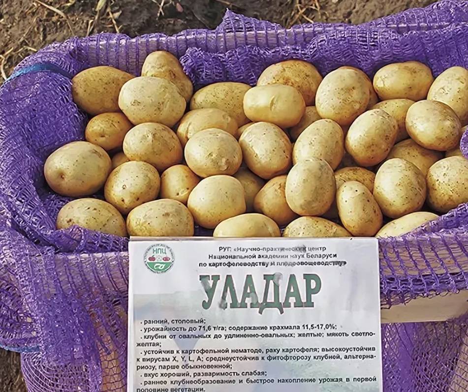 Барин — чипсовый картофель для климата центрального региона | садоводство24