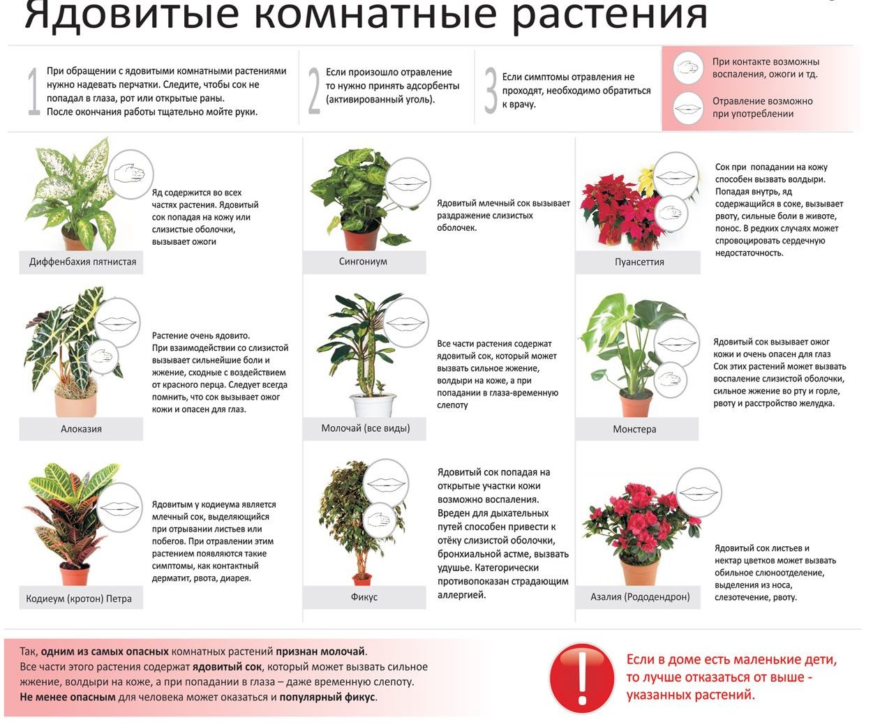 Цветы для кухни: какие подходят неприхотливые комнатные растения, какие можно держать и поставить, должны быть в горшочках