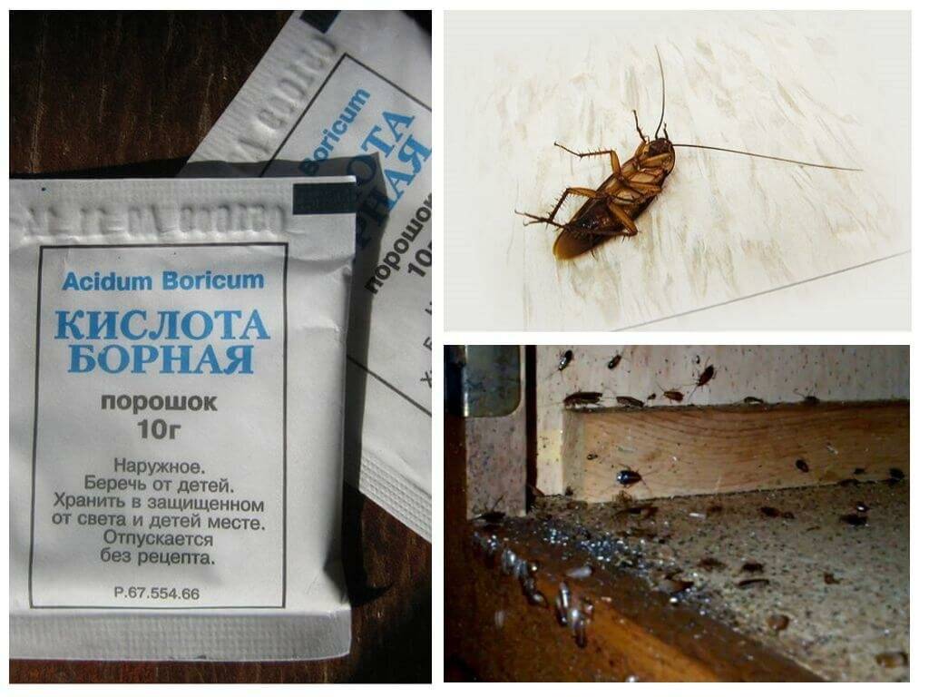 Как применять борную кислоту от тараканов: эффективные рецепты