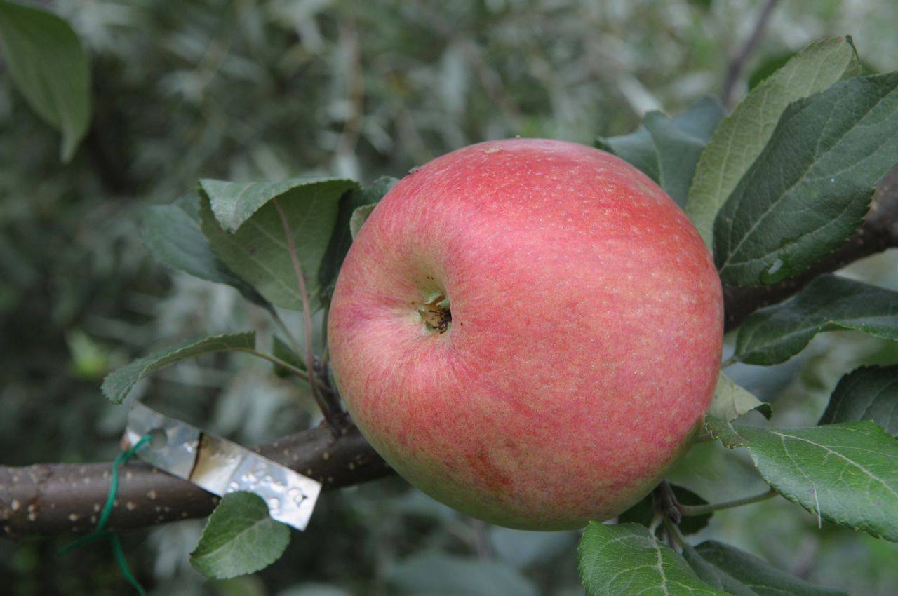 Хани крисп яблоня. фото и описание, сорта, посадка и уход