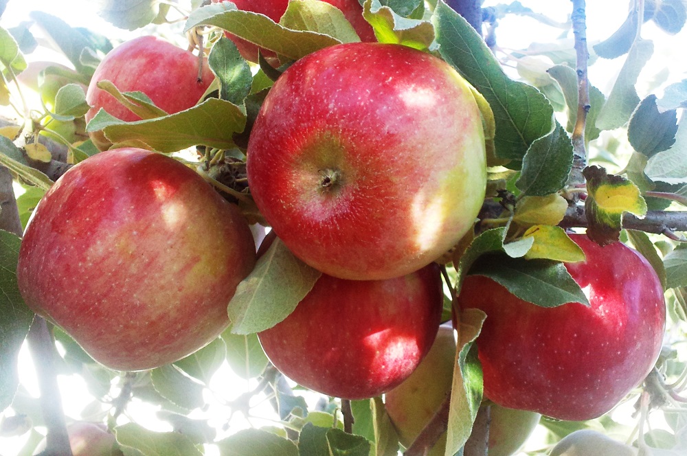Описание и характеристики сорта яблони хани крисп, особенности выращивания и происхождение - всё про сады