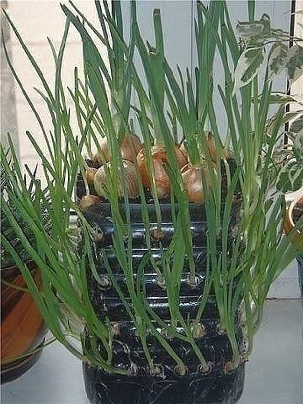 Как вырастить зеленый лук на подоконнике в домашних условиях