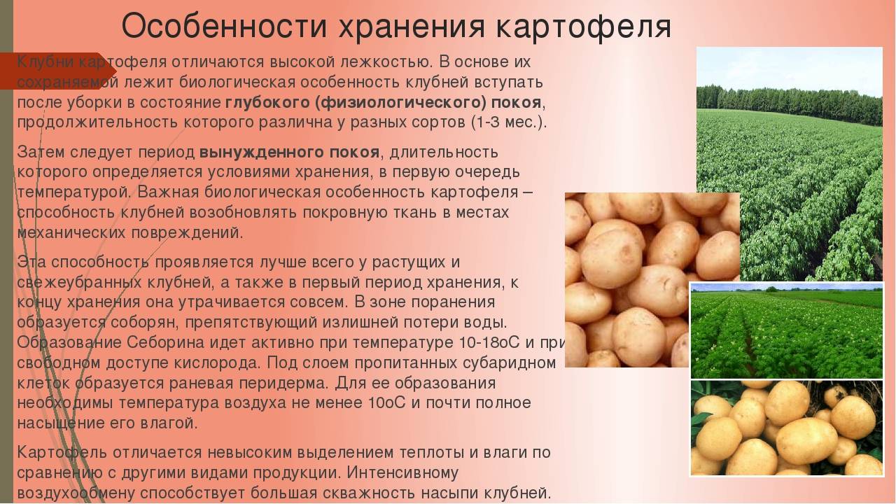 Картофель аврора: описание сорта, особенности выращивания