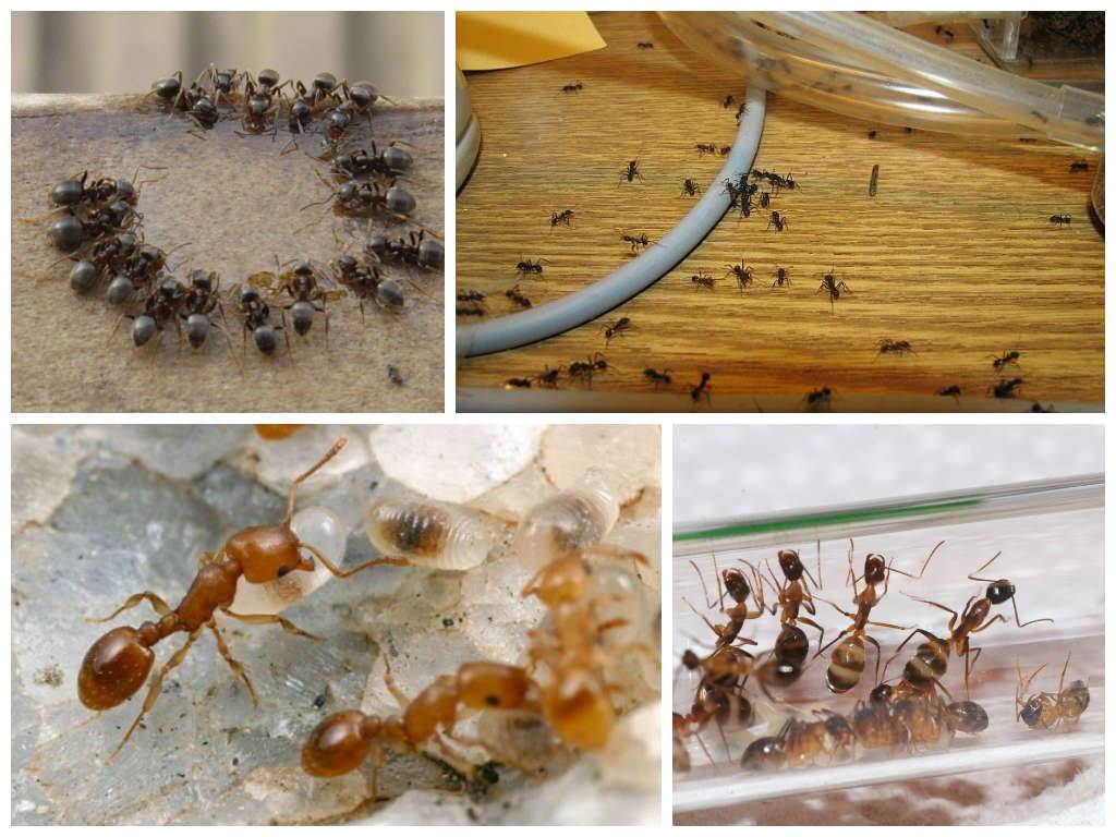Рыжие муравьи в квартире - как избавиться в домашних условиях, выбор средств