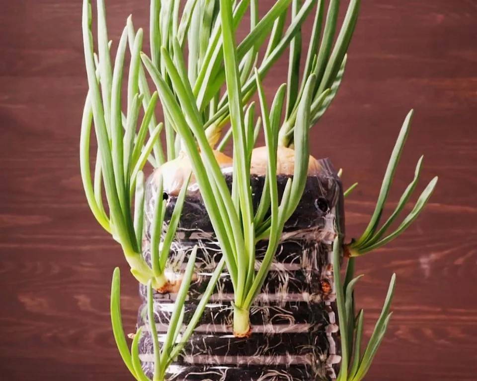 Как вырастить в воде на подоконнике лук зеленый: как правильно посадить зимой в стакан или банку на зелень в условиях дома, куда поставить для быстрого выращивания?