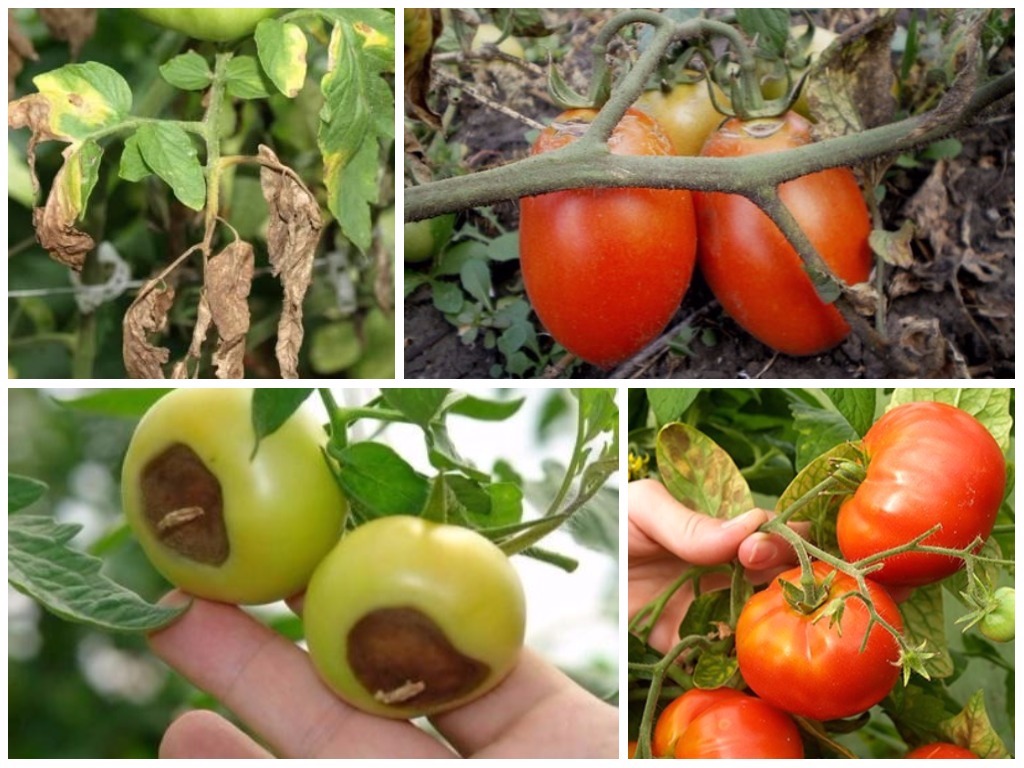 Болезни томатов описание с фотографиями в теплице и способы лечения кустов