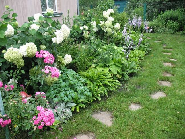 С какими растениями сочетается барбарис: хорошие и плохие соседи | огородники