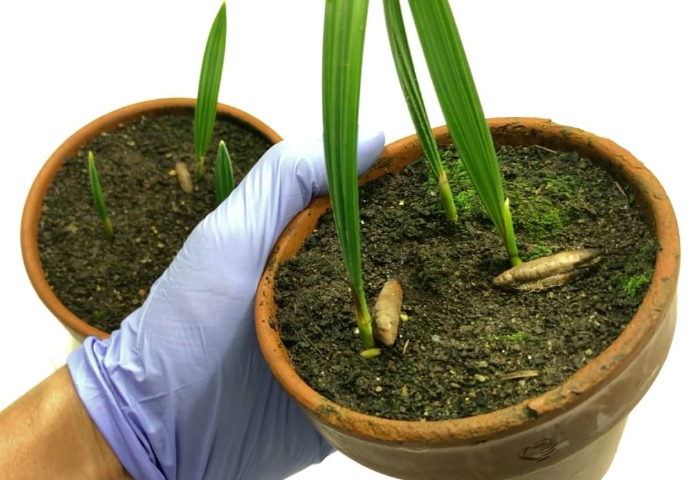Как вырастить финиковую пальму из косточки в домашних условиях? советы и рекомендации грамотного выращивания