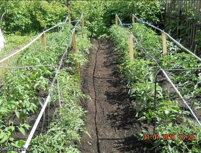 Как выращивать перец в теплице: особенности посадки и ухода, фото