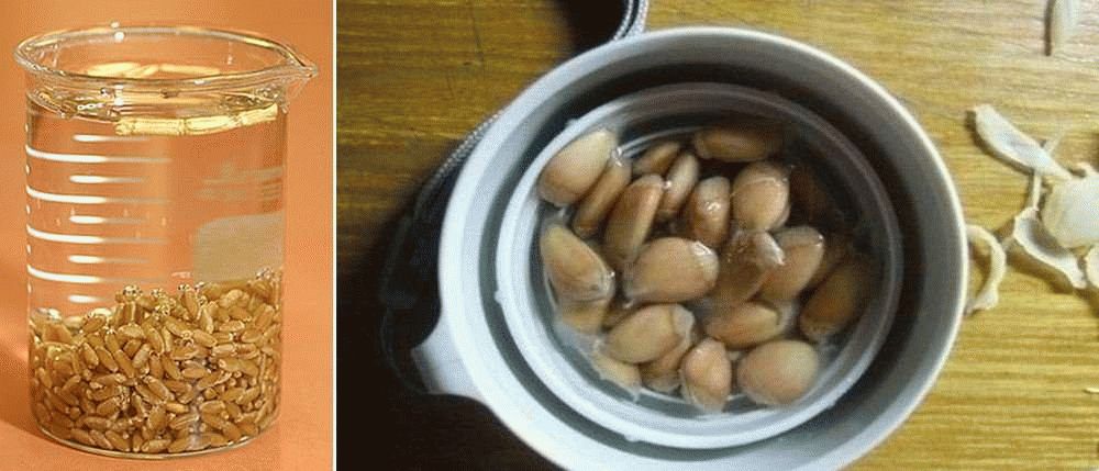 Как вырастить сакуру из семян из китая в домашних условиях: как сажать, размножать, сделать бонсай