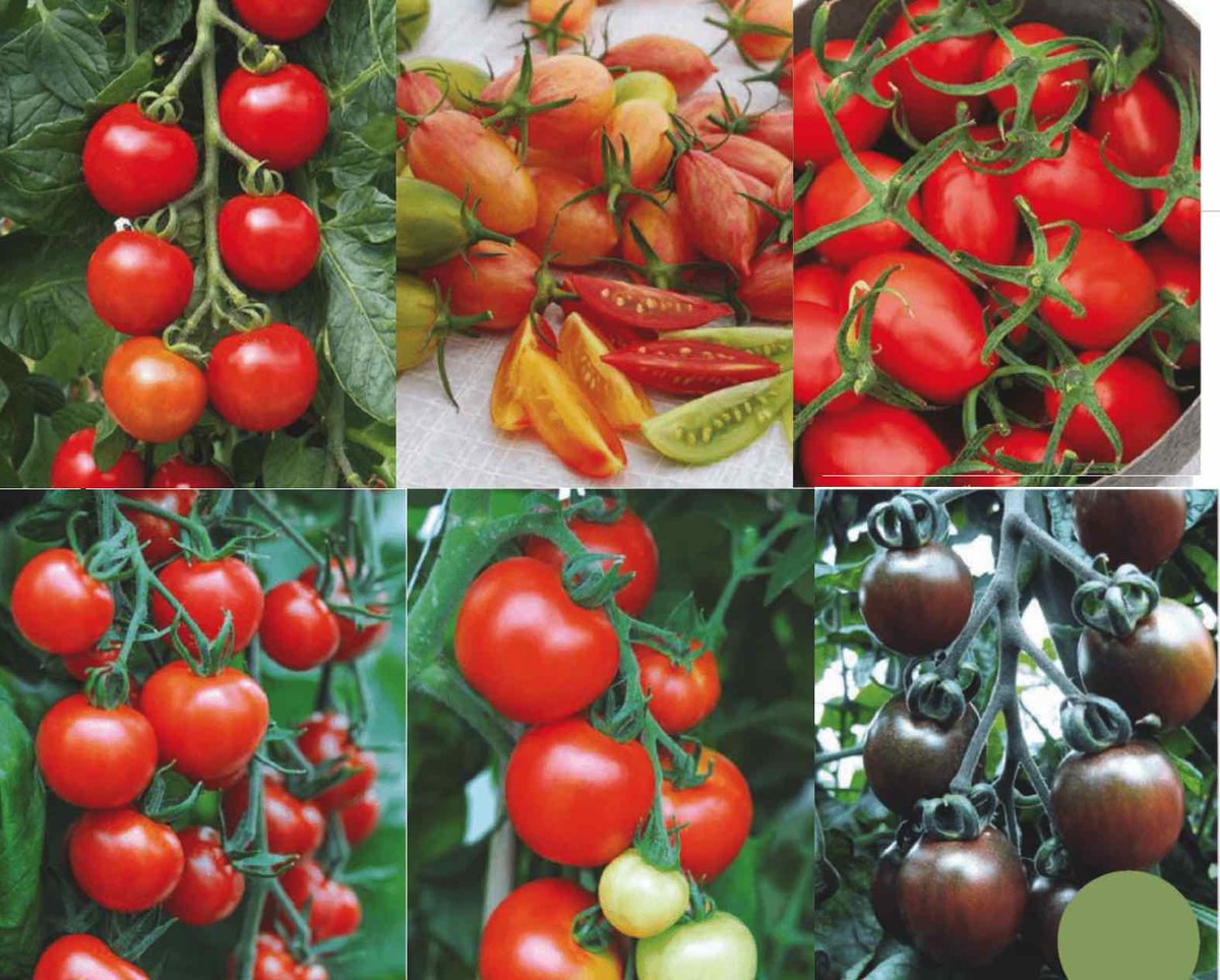 Семена помидор для теплицы самоопыляемые низкорослые