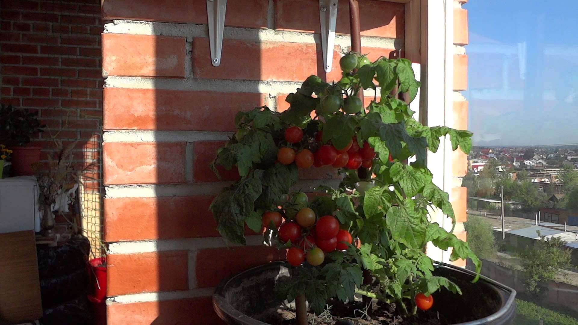 Помидоры на балконе – выращивание пошагово с фото, инструкция, в домашних условиях из семян