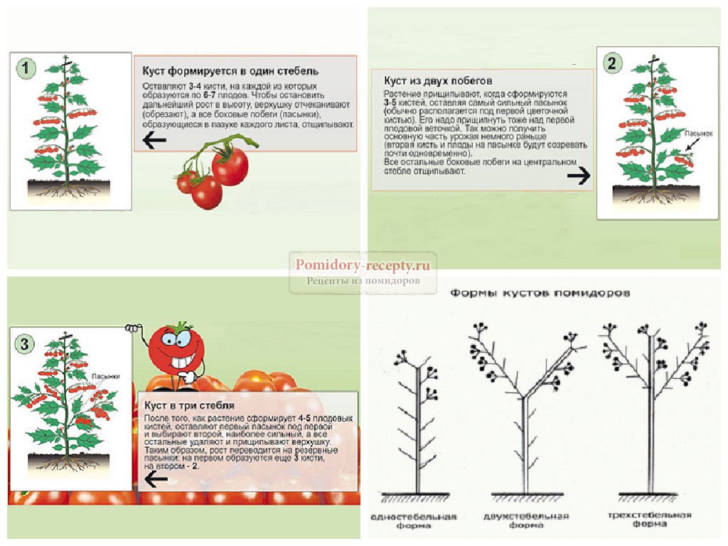 Формирование помидор в теплице схема