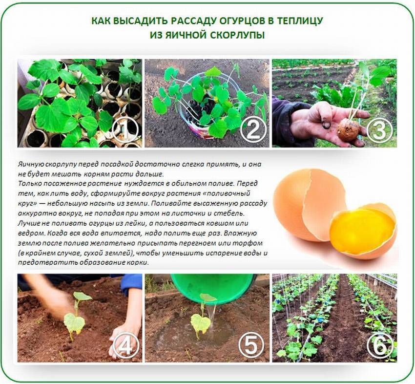 Грунт для огурцов в теплице: требования к почве и инструкция по её подготовке, дальнейший уход