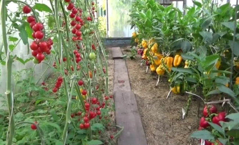 Когда сажать помидоры в парник – сеять на рассаду, как правильно посадить, выращивание и уход