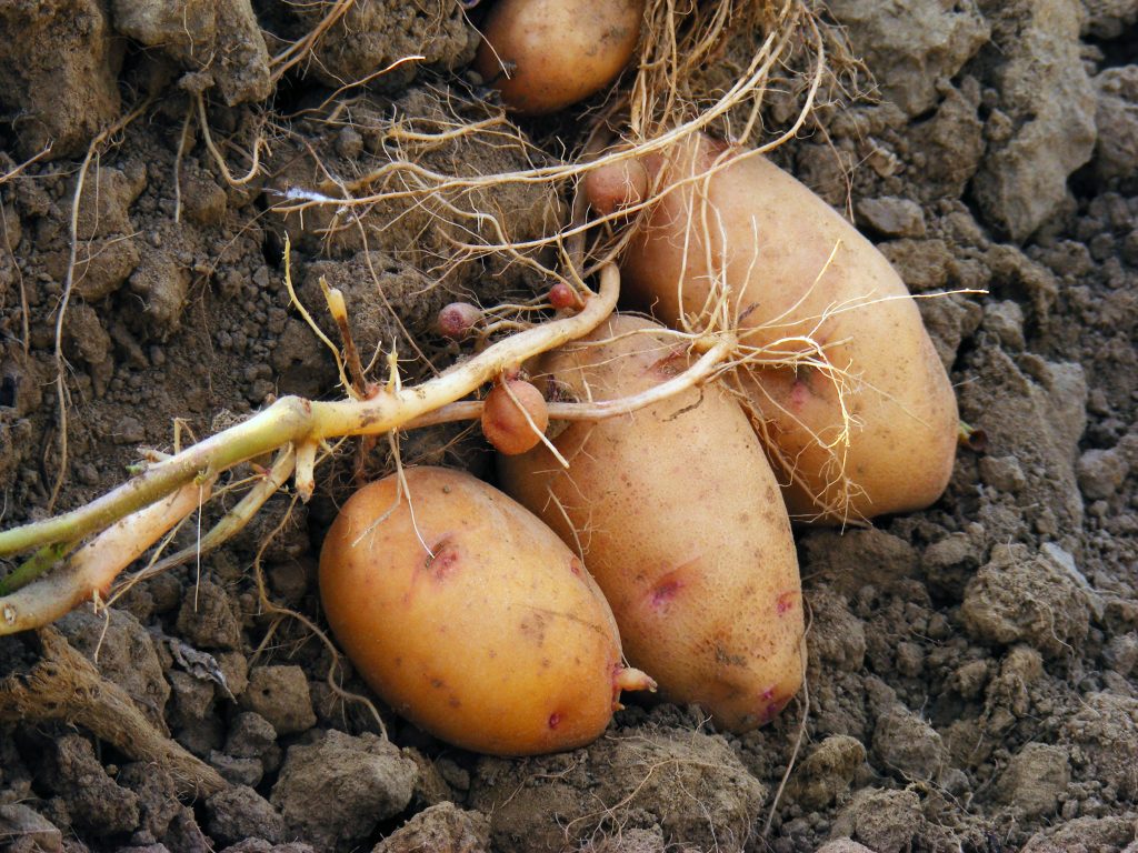 Картофель лапоть: название соответствует размеру