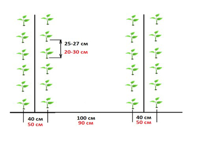 Схема высадки перца