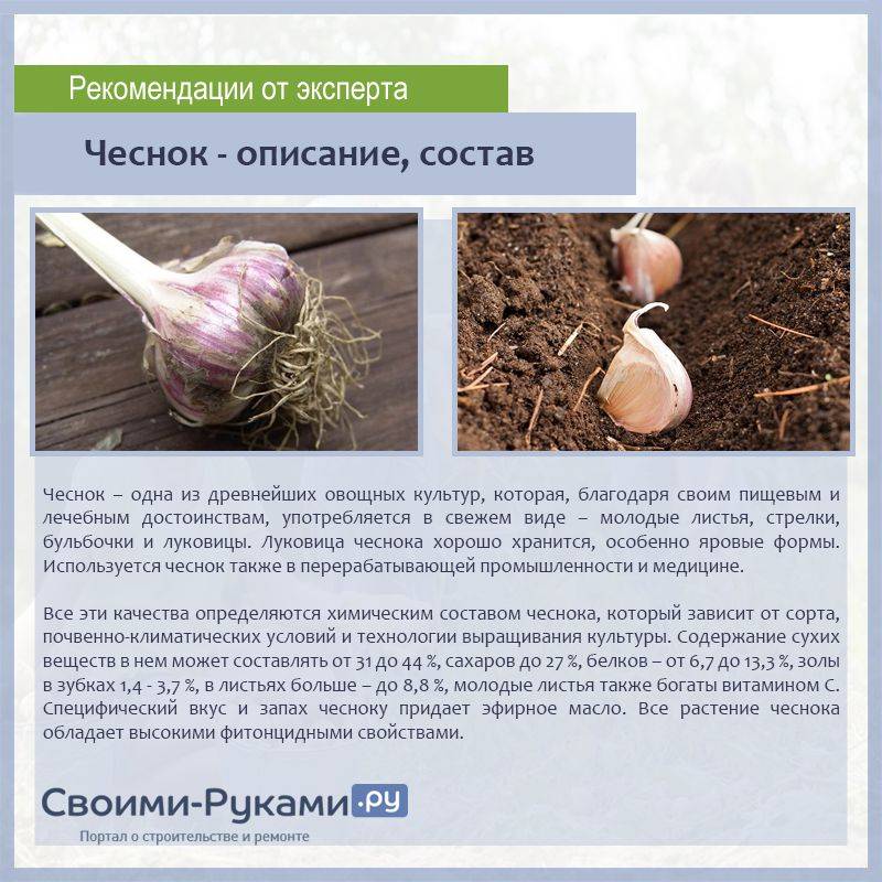 Выращивание чеснока в теплице: виды, посадка, уход и подкормка