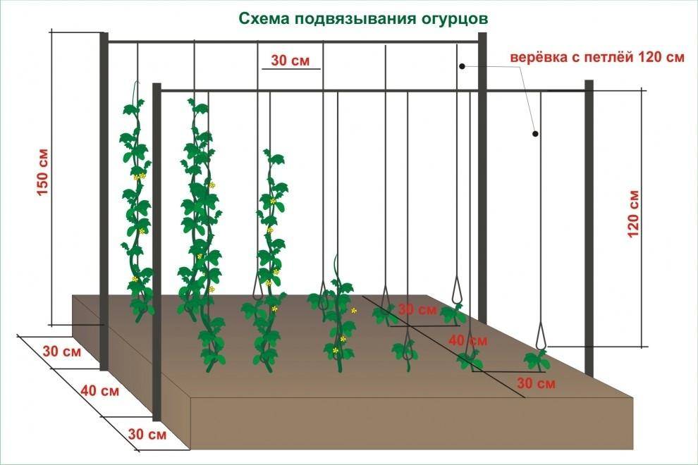 Перцы в теплицу когда высаживать в 2023 и как посадить рассаду правильно