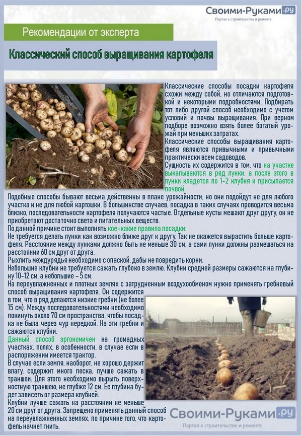 Проращивание картофеля перед посадкой - сроки, методы, обработка