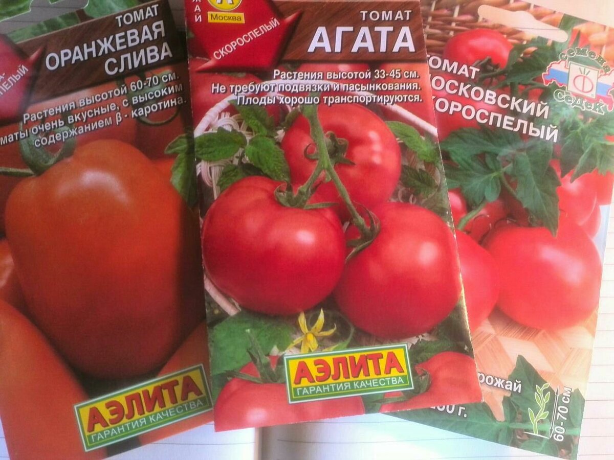 Лучшие сорта томатов для теплиц