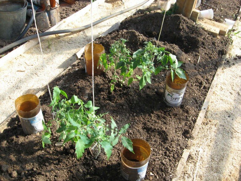 Полив помидоров в теплице: как часто и правильно поливать томаты | огородник