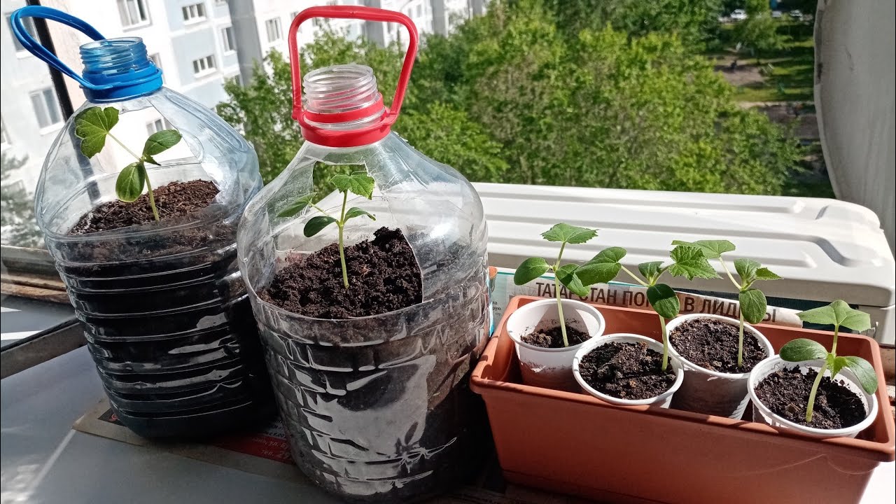 Как вырастить огурцы на балконе летом: от выбора семян до сбора урожая