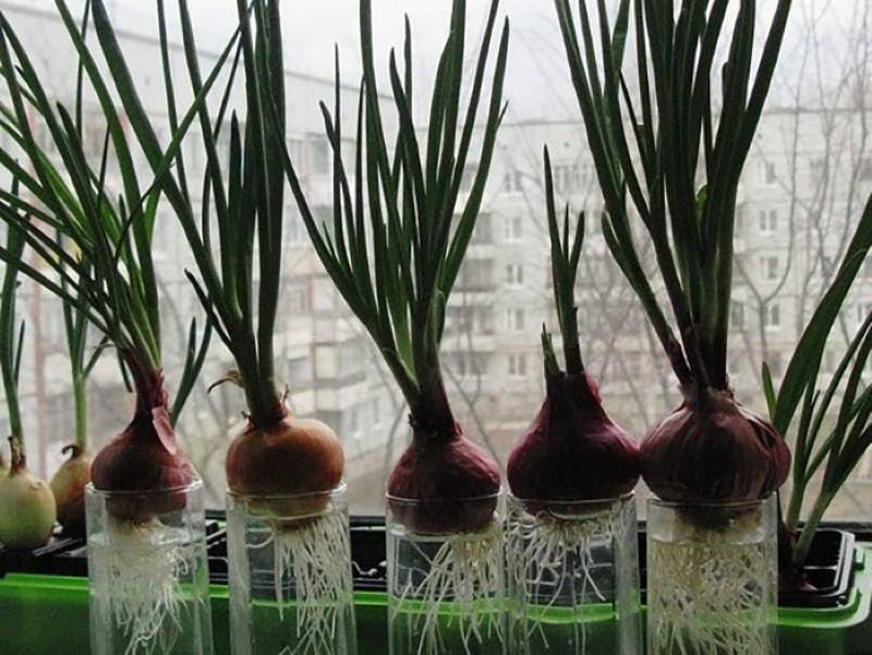 Как быстро вырастить зеленый лук на подоконнике - со вкусом