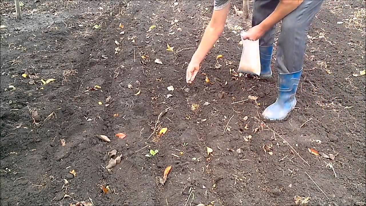 Когда сеять горчицу для улучшения почвы осенью?