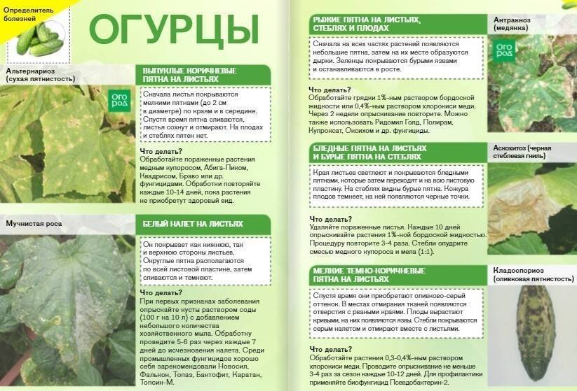 Как эффективно бороться с паутинным клещом на рассаде