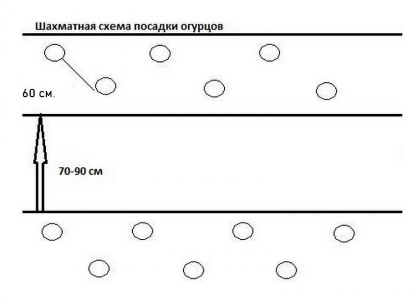 Схема посадки огурцов в теплице из поликарбоната 3х4 планировка фото