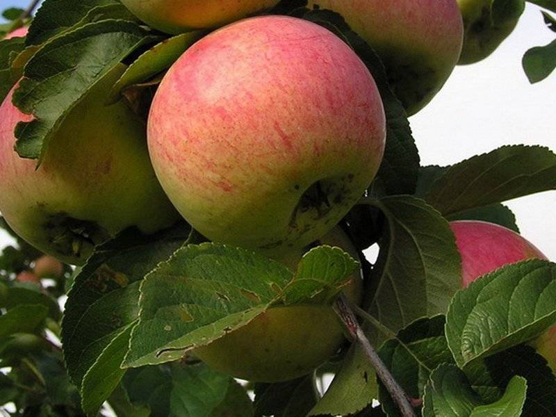 Лучшие сорта яблони для подмосковья с описанием, характеристикой и отзывами, а также особенности выращивания в данном регионе