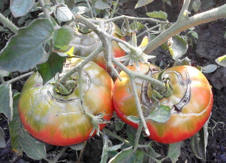 Советы опытных огородников подскажут, что делать, чтобы помидоры быстрее краснели в теплице