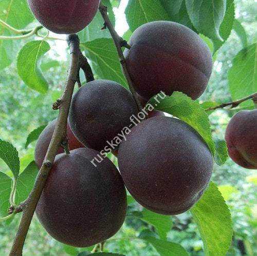 Характеристики сорта абрикосового дерева черный принц: достоинства и недостатки