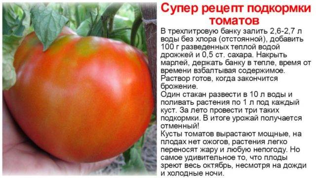 Фитофтора на помидорах в теплице: как бороться, обработка