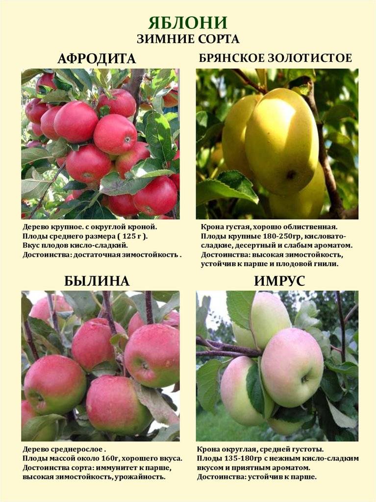 Сорта яблони для подмосковья: зимние, летние, сладкие, ранние, поздние, какие лучше сажать?