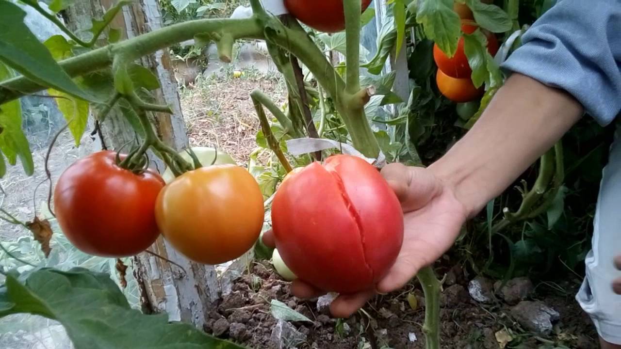 Почему не краснеют помидоры?: группа практикум садовода и огородника