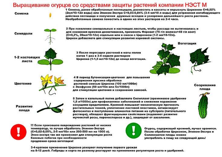 Болезни рассады томатов описание с фотографиями и способы лечения в домашних условиях на подоконнике