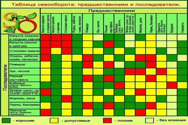 Что можно сажать в теплице вместе с огурцами: с чем посадить лучше: разбираем совместимость