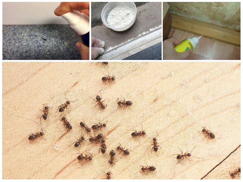 Как навсегда избавиться от рыжих муравьев в квартире