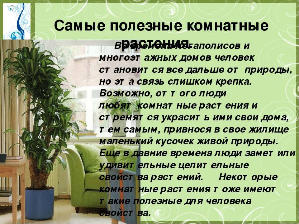 Энергетика комнатных растений для улучшения энергетики человека и дома.  комнатные растения с хорошей, положительной и плохой, отрицательной энергетикой: список