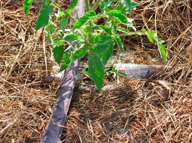 Мульчирование томатов в теплице и открытом грунте: чем и как лучше проводить с фото
