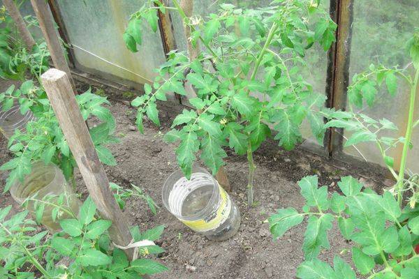 Как часто поливать помидоры в теплице из поликарбоната