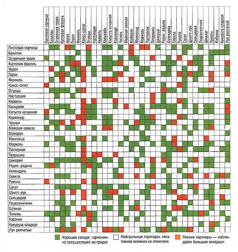 Полезное соседство овощей на грядке схема посадки