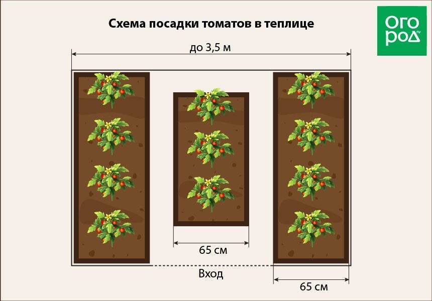 Теплица схема посадки овощей в теплице