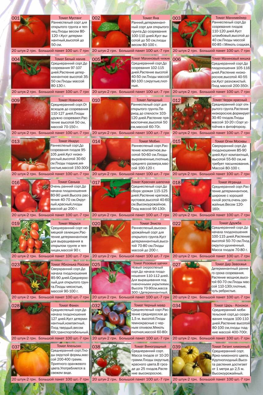 Помогите, пожалуйста выбрать сорта помидоров для ленинградская обл. / асиенда.ру