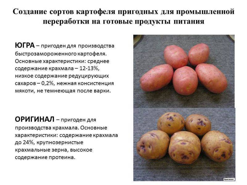 ᐉ сорт картофеля «барин» – описание и фото - roza-zanoza.ru